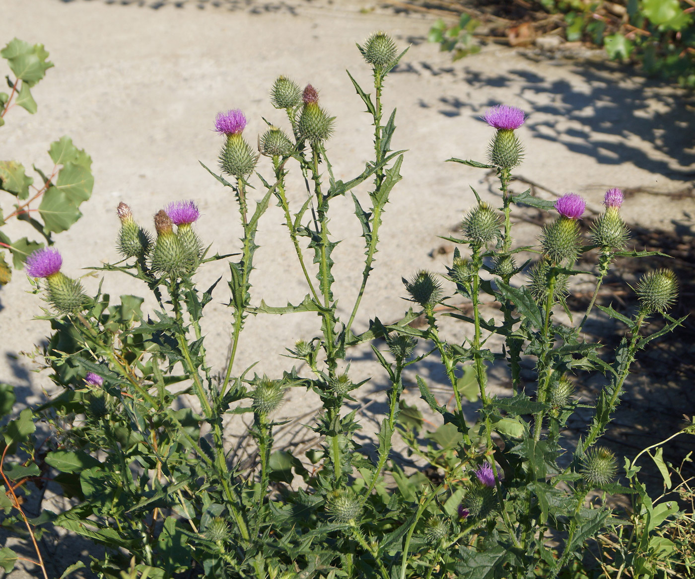 Изображение особи Cirsium vulgare.