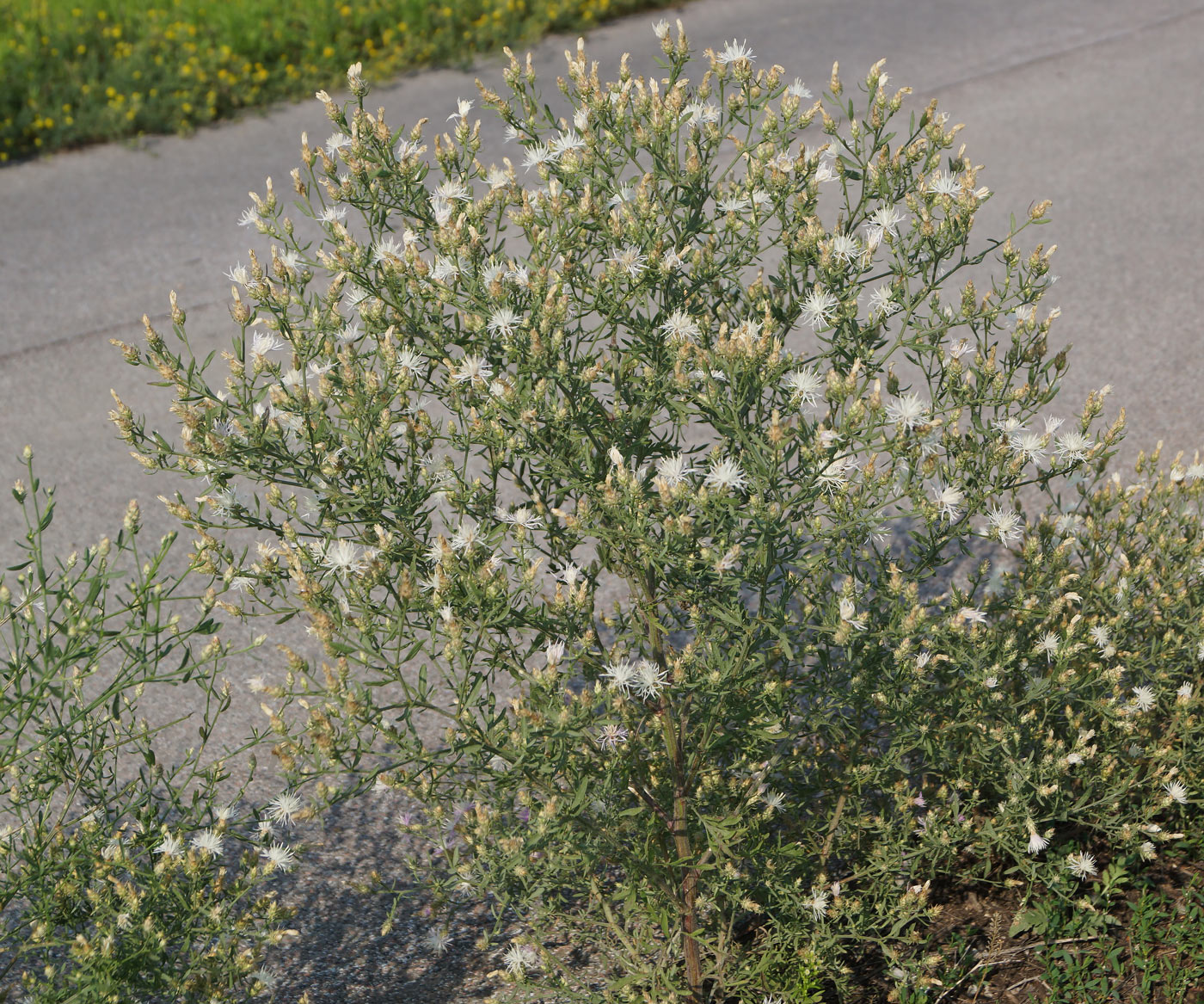 Изображение особи Centaurea diffusa.