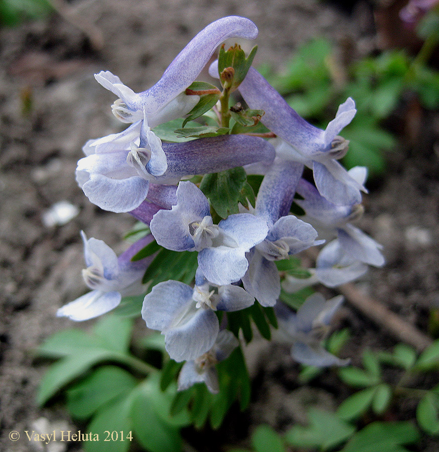 Image of Corydalis solida specimen.