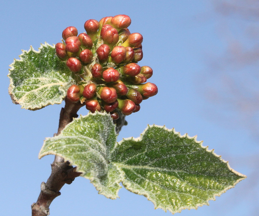 Image of Viburnum carlesii specimen.