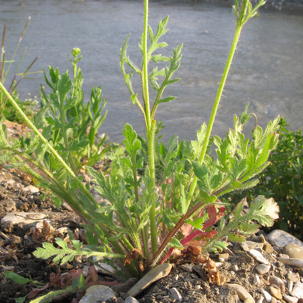 Image of Papaver stevenianum specimen.