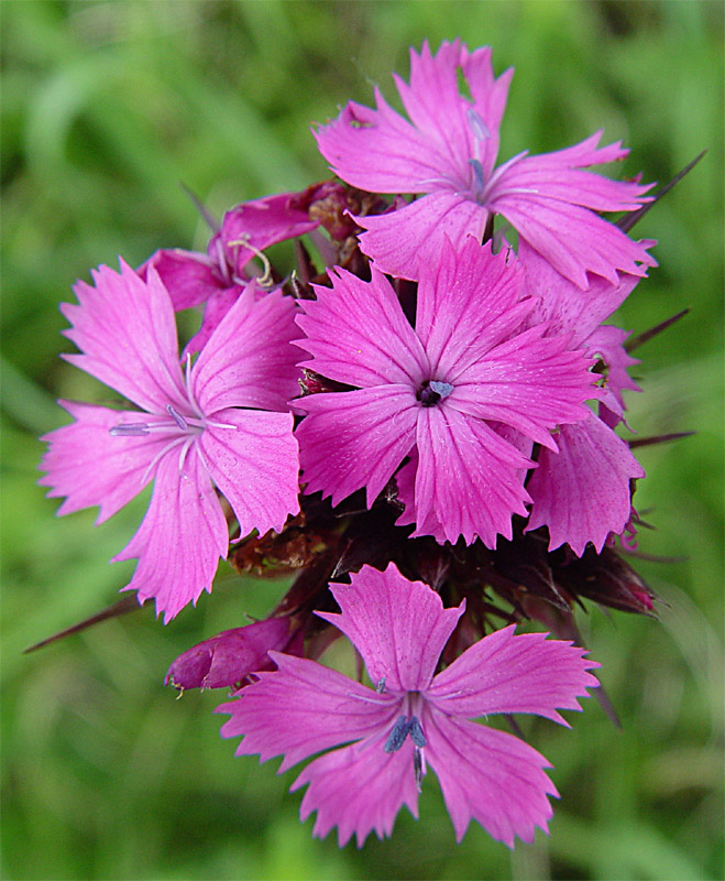 Image of Dianthus capitatus specimen.