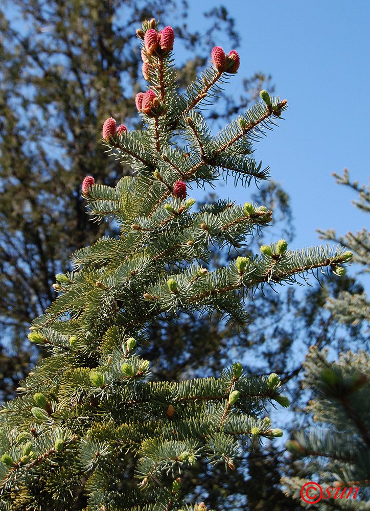 Изображение особи Picea pungens.