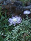 Galactites tomentosus