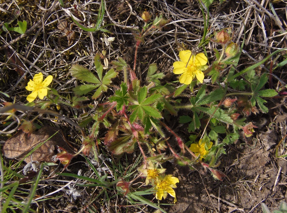 Изображение особи Potentilla patula.