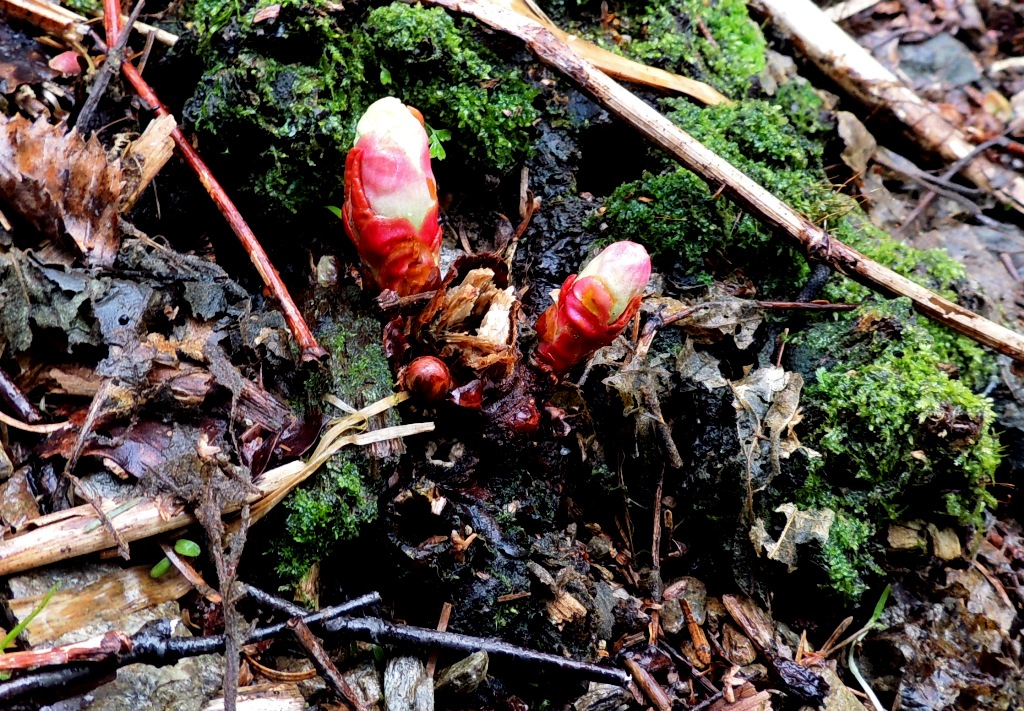 Изображение особи Reynoutria sachalinensis.