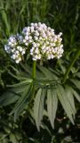 genus Valeriana