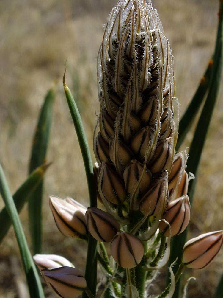 Изображение особи Eremurus anisopterus.