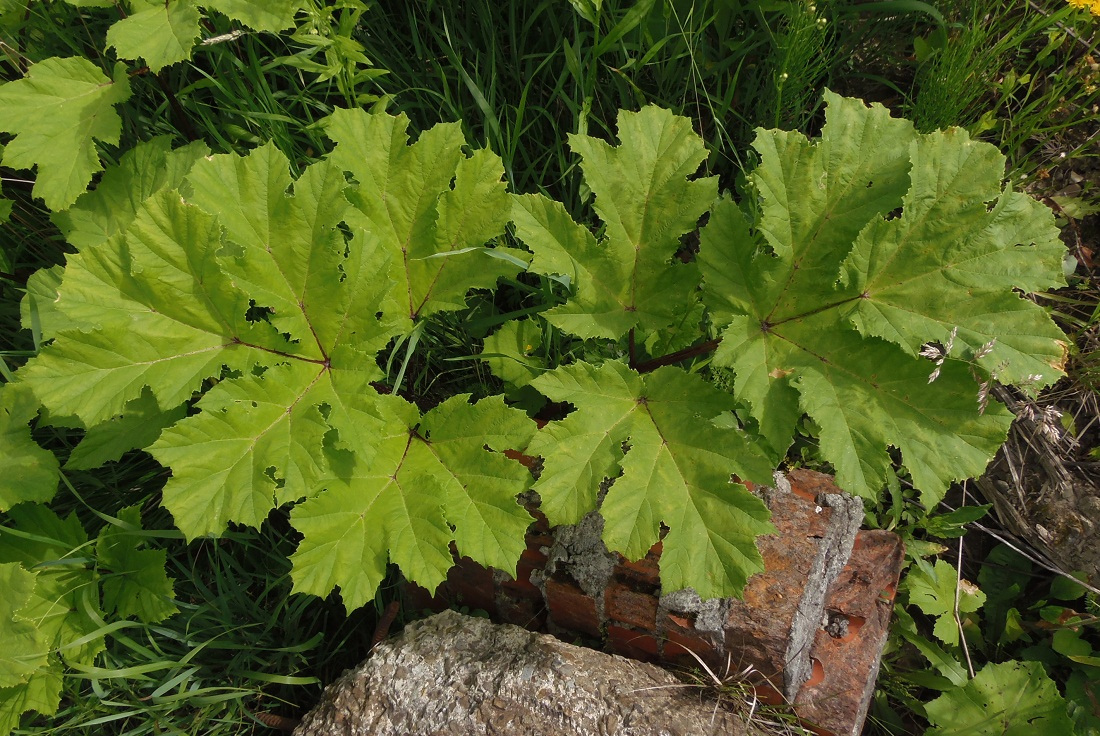 Image of Heracleum sosnowskyi specimen.