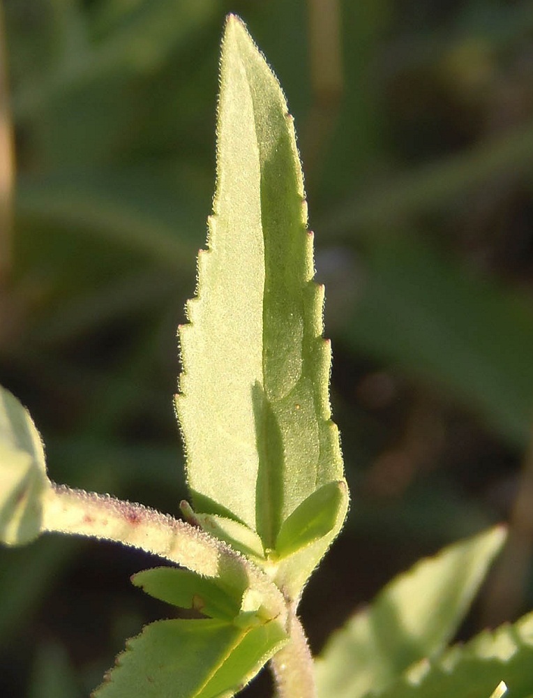 Image of Veronica spicata specimen.