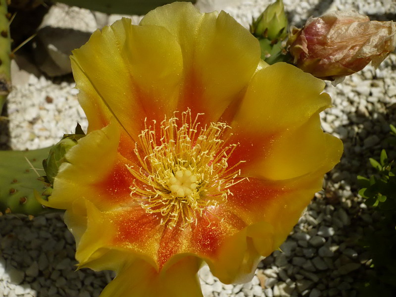 Image of Opuntia humifusa specimen.