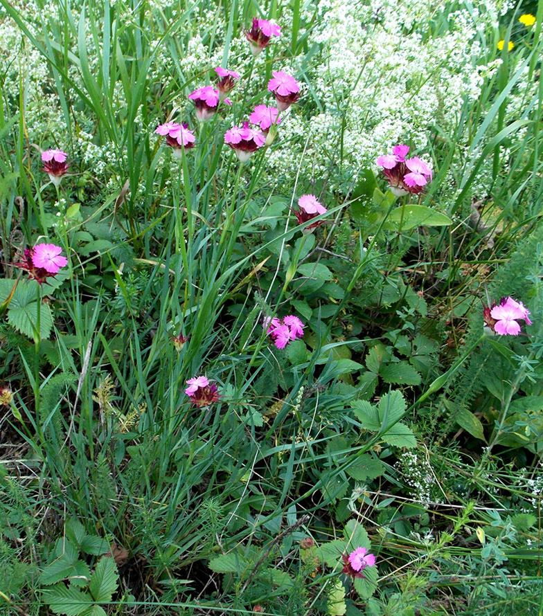 Изображение особи Dianthus capitatus.