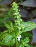 Ocimum basilicum