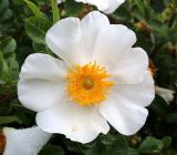 Cistus