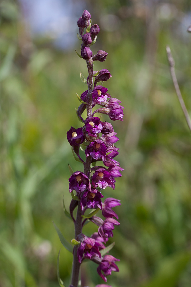 Изображение особи Epipactis atrorubens.