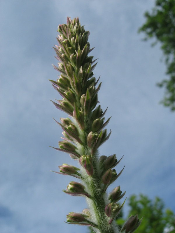 Изображение особи Delphinium retropilosum.