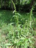 Rumex stenophyllus