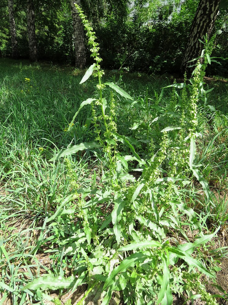 Image of Rumex stenophyllus specimen.