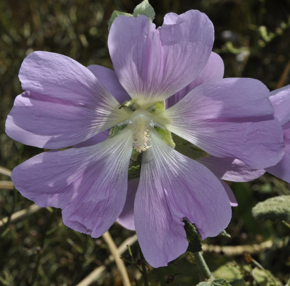 Изображение особи Alcea pallida.