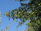 Pyrus communis