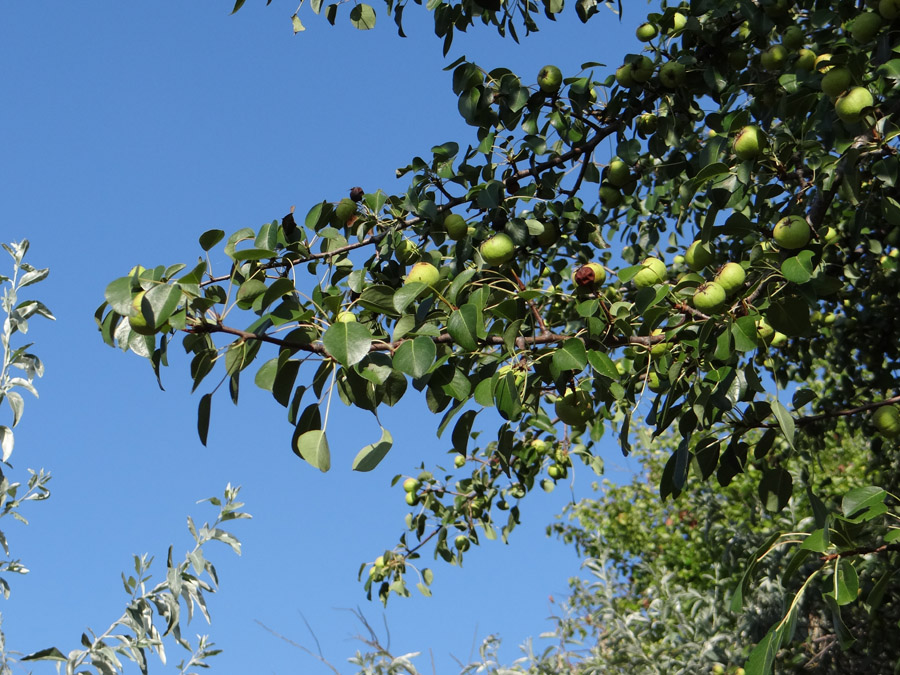 Image of Pyrus communis specimen.