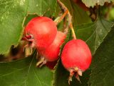 Crataegus submollis