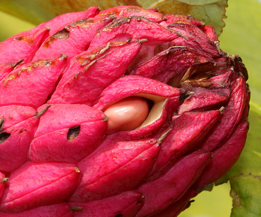 Image of Magnolia tripetala specimen.