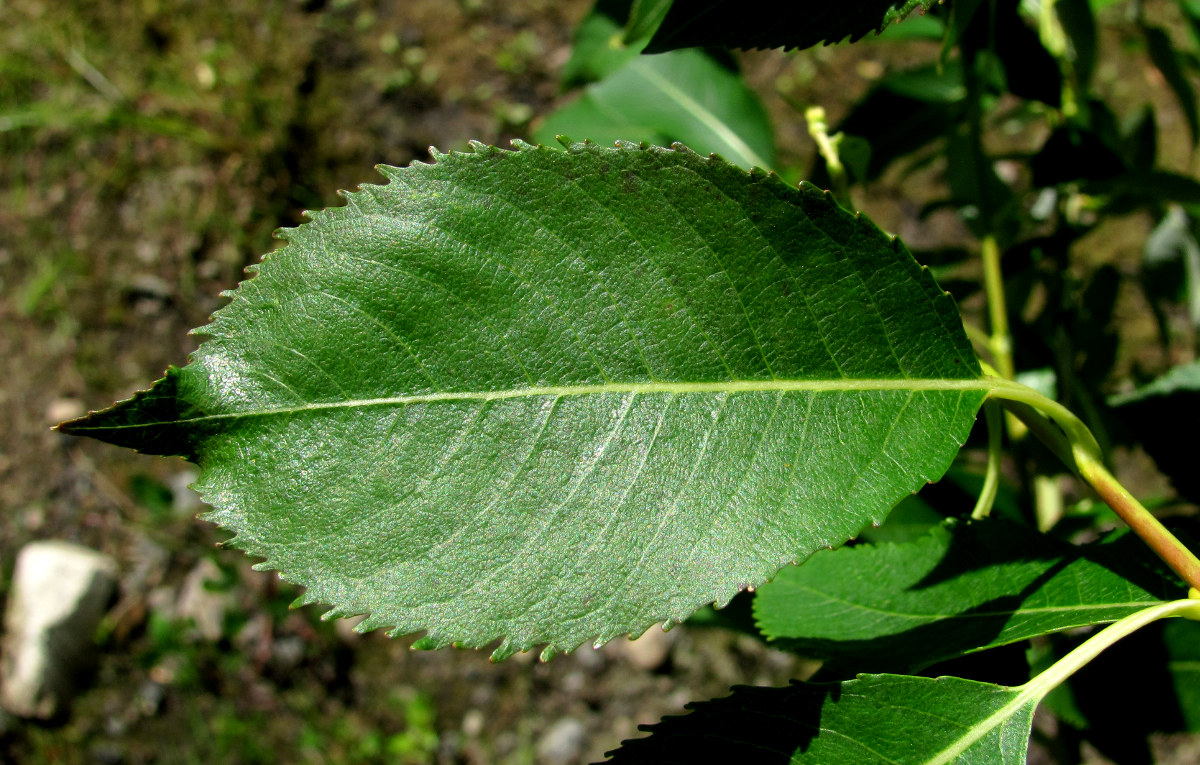 Изображение особи Salix triandra.