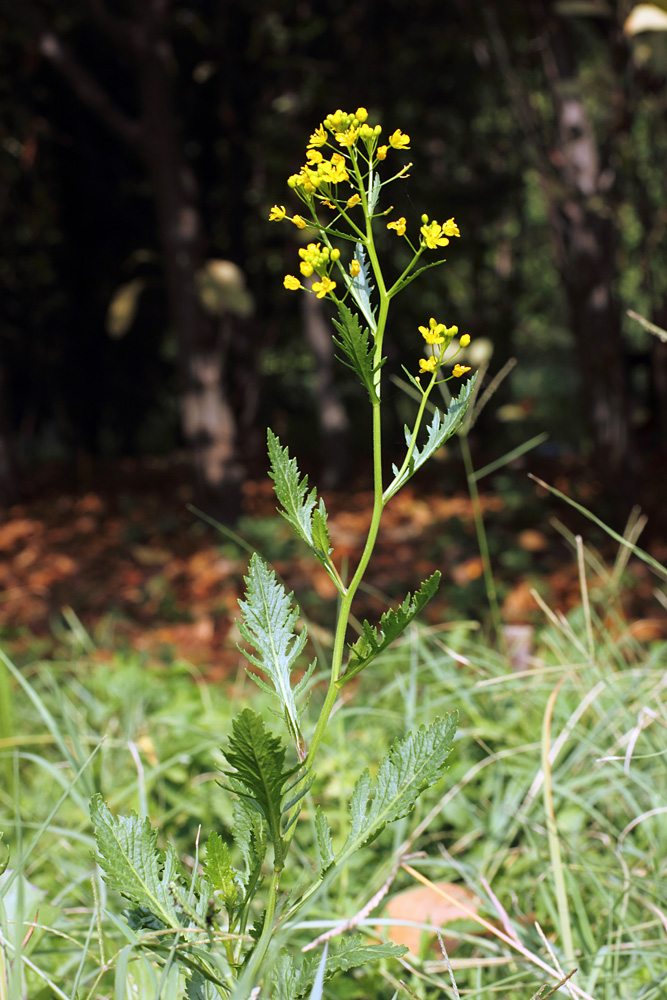 Изображение особи Rorippa sylvestris.