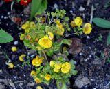 Calceolaria &times; herbeohybrida