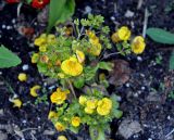 Calceolaria × herbeohybrida. Цветущее растение. Соловецкие острова, остров Большой Соловецкий, ботанический сад Соловецкого музея-заповедника. 07.07.2014.