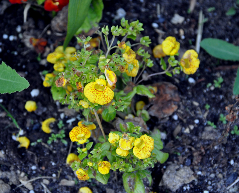 Image of Calceolaria × herbeohybrida specimen.