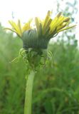 Taraxacum officinale. Соцветие и верхушка аномального цветоноса (с верхним стеблевым листом). Томская обл., окр. г. Томск. 25.07.2009.