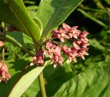 Asclepias syriaca
