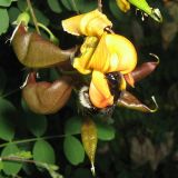 View full-size image Colutea orientalis