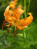 Lilium debile. Цветок. Камчатский край, Елизовский р-н, окр. п.Термальный.