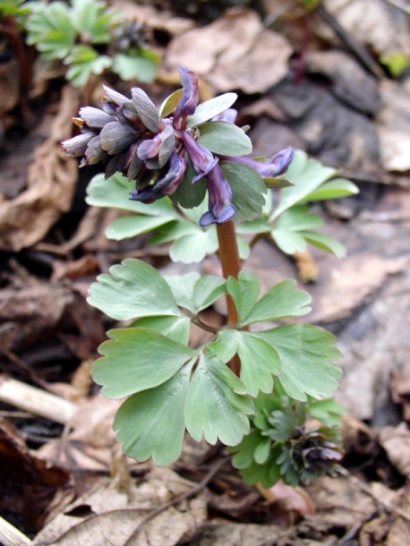 Image of Corydalis ambigua specimen.