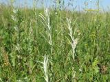 Omalotheca sylvatica. Растения в луговом травостое на поляне. Пензенская обл., Спасский р-н, поляна близ с. Ново-Зубово. Июль 2007 г.