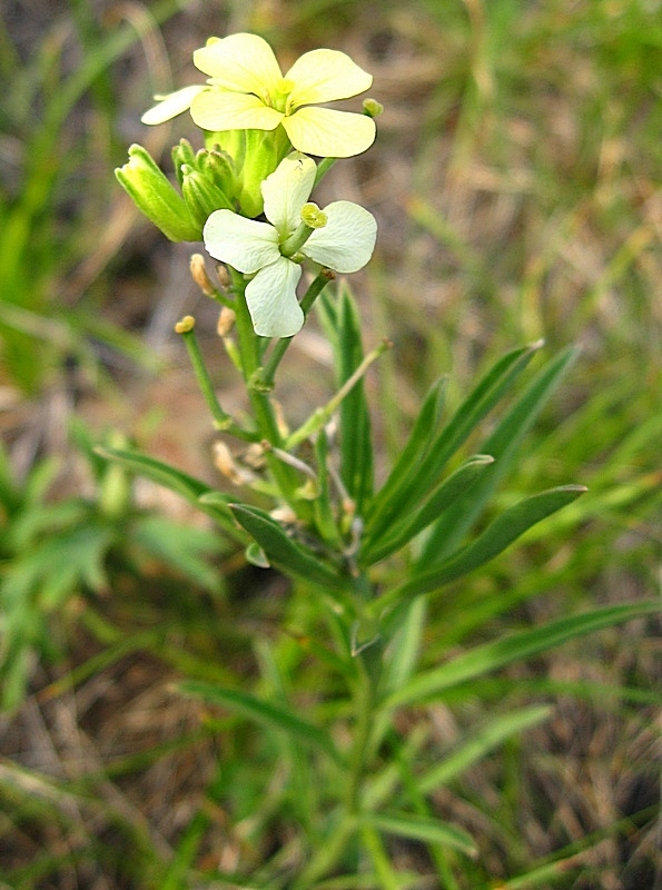 Image of Erysimum flavum specimen.