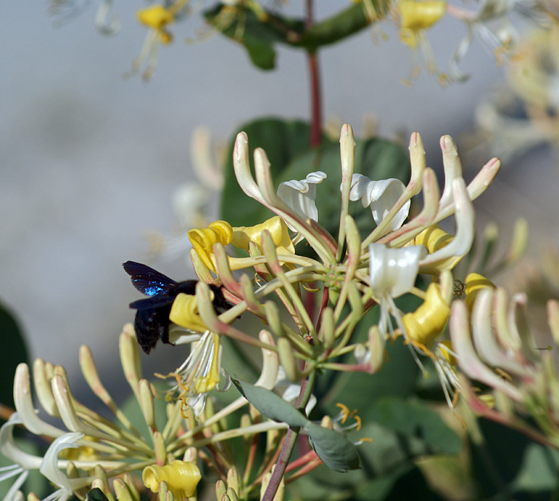 Изображение особи Lonicera etrusca.