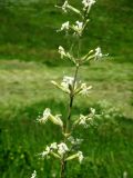 Silene viscosa. Часть соцветия. Днепропетровская обл., балочная степь. Начало июня.