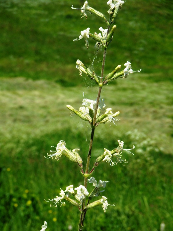 Image of Silene viscosa specimen.