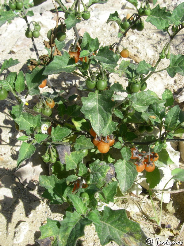 Image of Solanum zelenetzkii specimen.