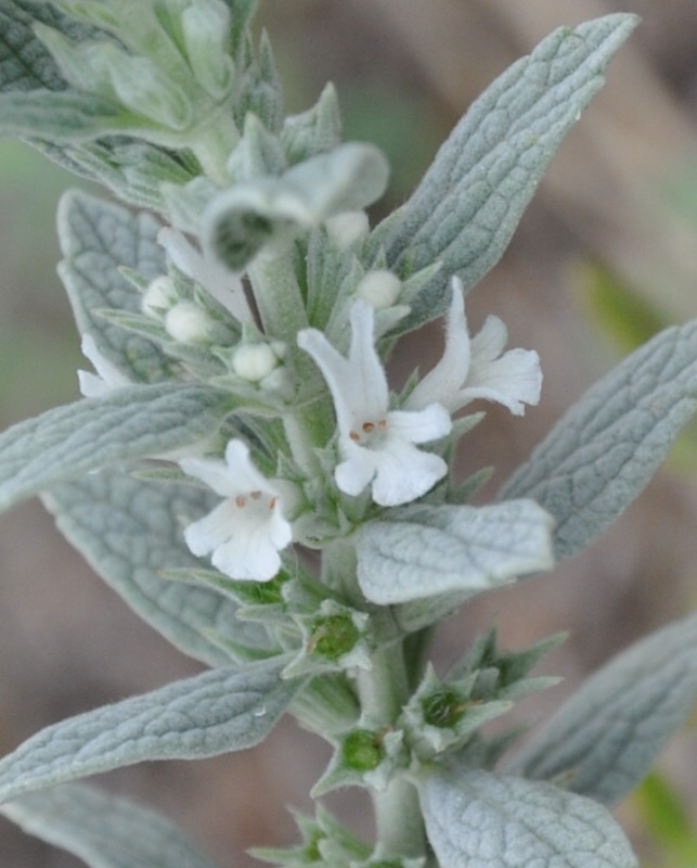 Image of Marrubium peregrinum specimen.