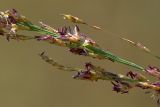 Molinia caerulea. Цветущие колоски. Украина, Закарпатская обл., Свалявский р-н, возле с. Солочин, вершина горы Крыхая, поляна. 27 августа 2015 г.