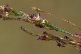 Molinia caerulea