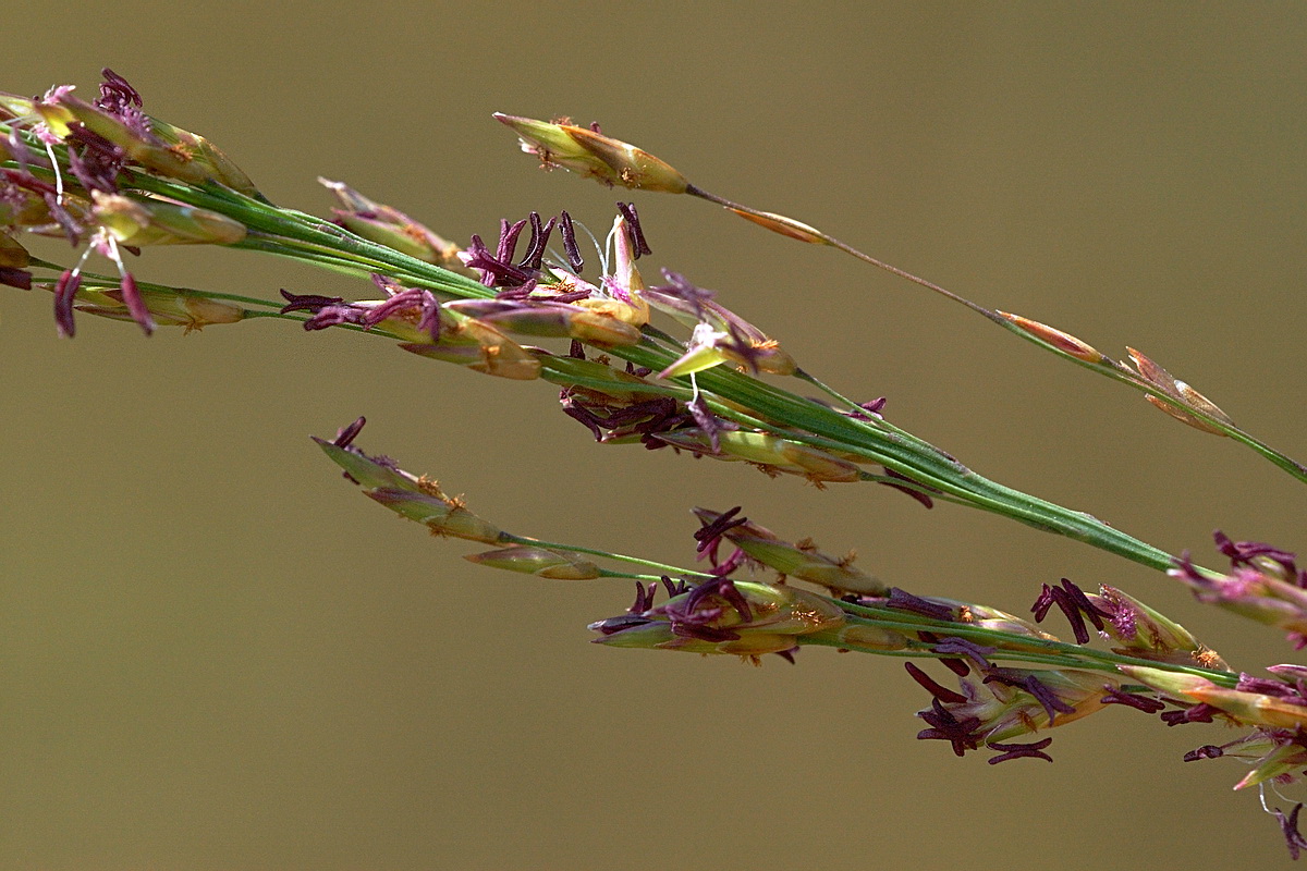 Image of Molinia caerulea specimen.