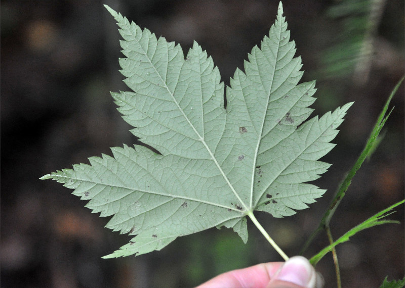 Image of Acer barbinerve specimen.