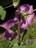 Alcea setosa