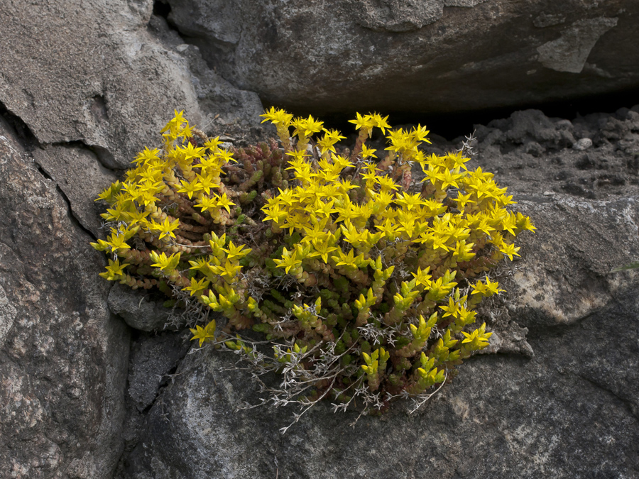 Image of Sedum acre specimen.